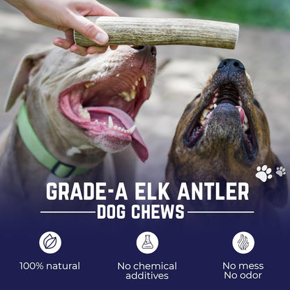 Devil Dog Pet Co Whole Elk Antlers for Dogs, XL, Aggressive Chewers