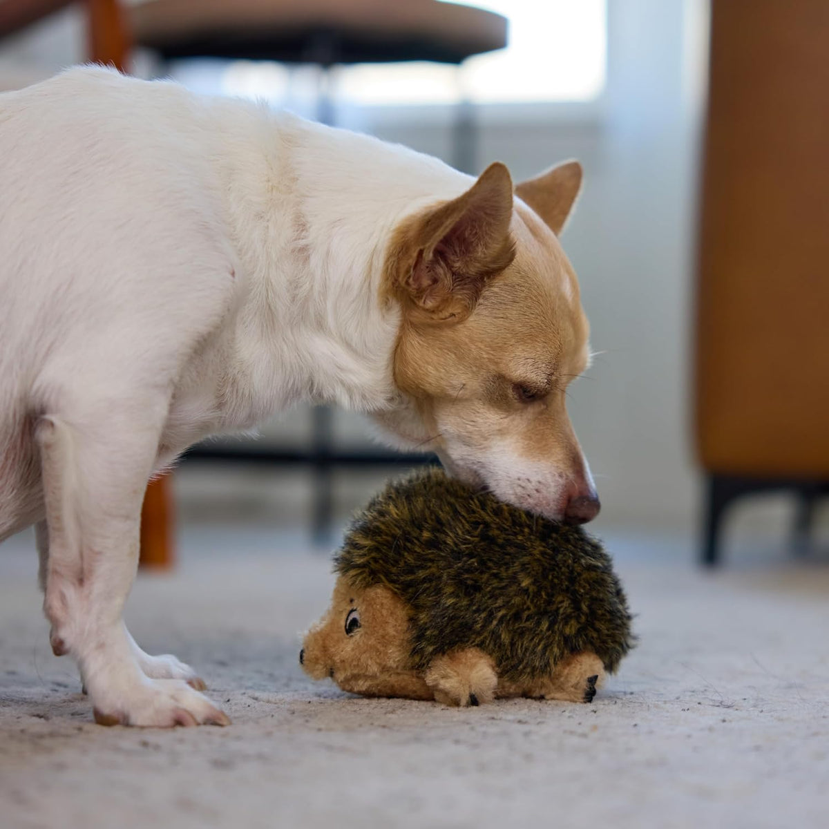 Outward Hound Hedgehogz Plush Dog Toy, Squeaks, Small, 6" x 4.5"