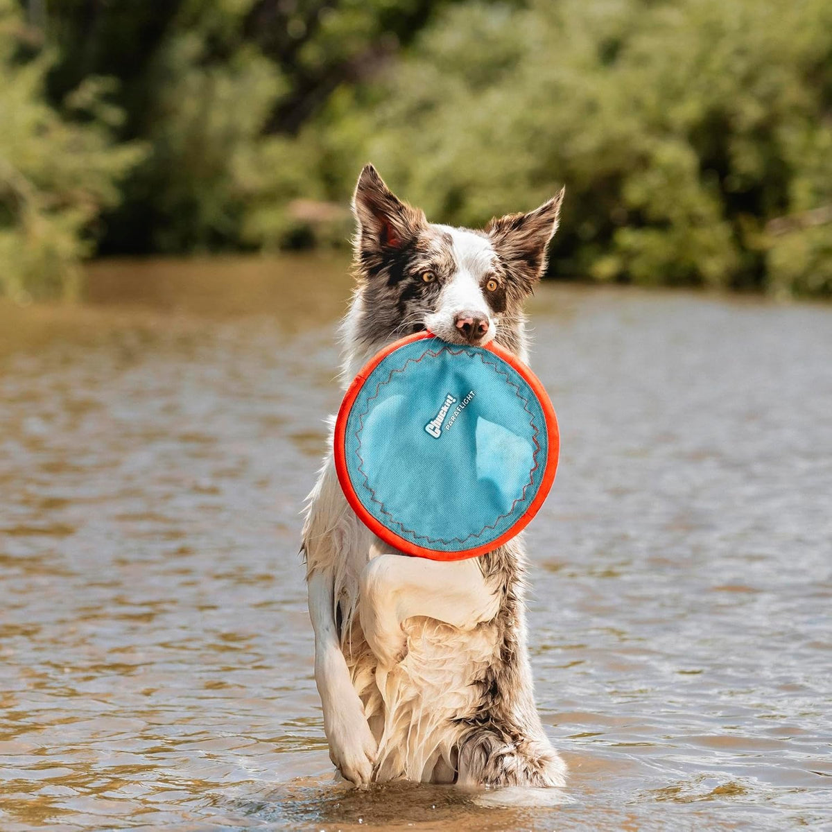 Chuckit! Paraflight Flying Disc Dog Toy, Floats, Size Large, 1 Pack